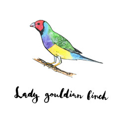Fototapeta premium hand drawn set of watercolor isolated bird Lady Gouldian Finch o