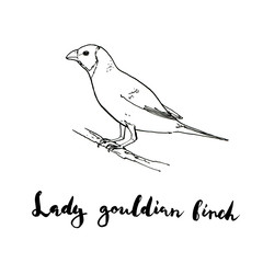 hand drawn set of graphic isolated bird Lady Gouldian Finch on w