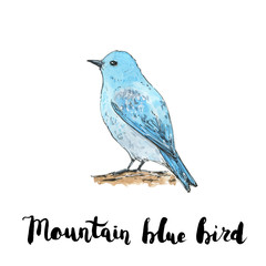 hand drawn watercolor isolated bird Mountain Bluebird with handw
