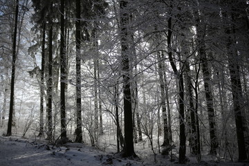 Verschneiter Winterwald