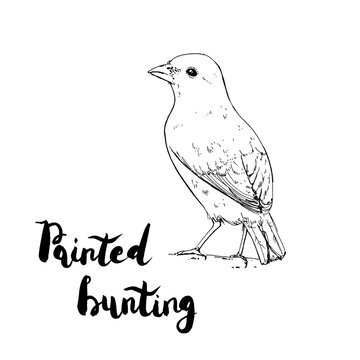 hand drawn graphic isolated bird Painted Bunting with handwritte
