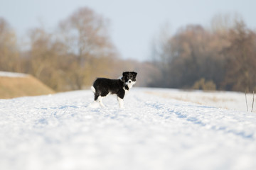 Border Collie Welpe spielt im Schnee