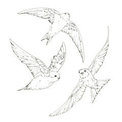 hand drawn set of graphic isolated bird swallow on white backgro