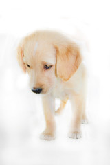 golden retriever puppy standing on white background