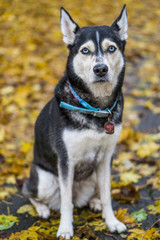 Portrait eines sitzendem Husky