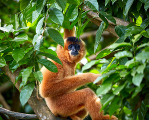 Yellow-cheeked gibbon on the tree
