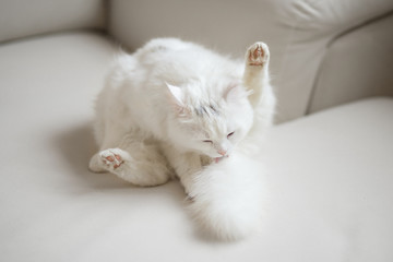 Fototapeta na wymiar White fluffy cat licks itself on white background