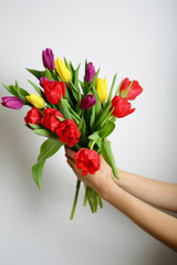 Female hands holding colorful tulips. Gift on March 8