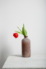 Red tulip in a brown vase, standing on a white table top