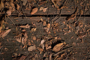 Wooden background with dry leaves and branch