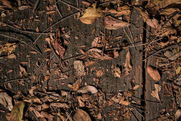 Wooden background with dry leaves and branch