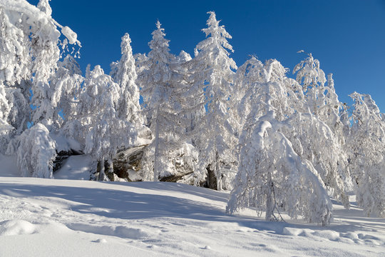 Fototapeta Winter in the mountains