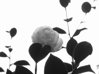Ancient japanese cultivar of Camellia japonica flower . Black and white photo
