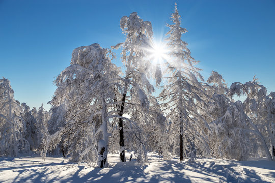 Fototapeta Winter in the mountains