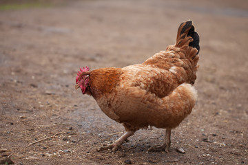 Brown chiken
