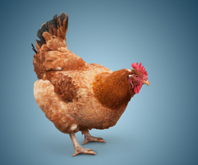 Brown chiken