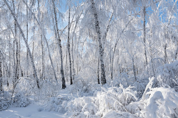 Silver birches are under white hoarfrost in winter forest on a sunny day in Russia