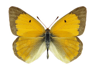 Butterfly Colias myrmidone on a white background