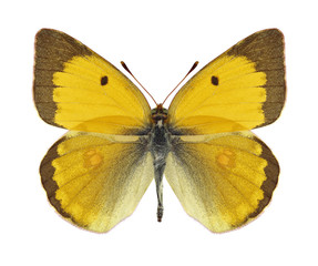 Fototapeta na wymiar Butterfly Colias myrmidone ermak on a white background