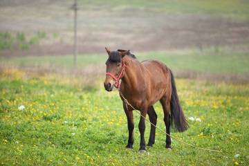 brown horse grazing