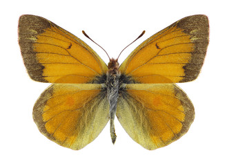 Fototapeta na wymiar Butterfly Colias staudingeri on a white background