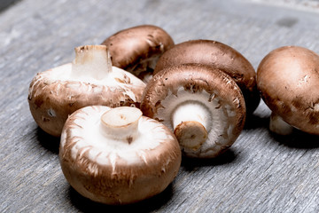 Champignon Braun auf grauem Hintergrund - Close up
