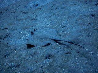 Stingray under water near Bali