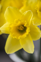Gelbe Narzissen - Narcissus - Nahaufnahme