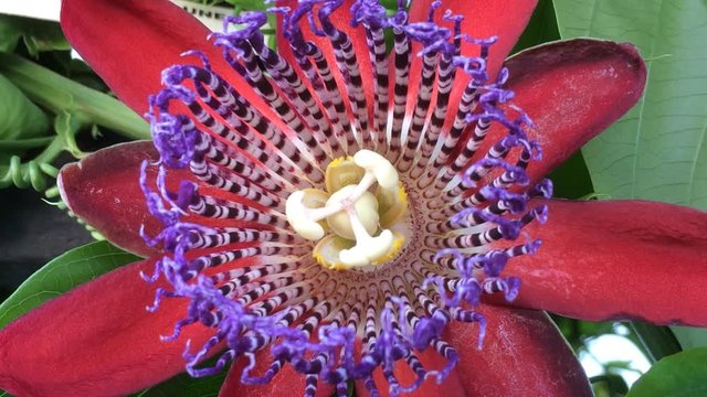 Passiflora alata, Bl&uuml;te