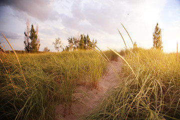 Beach path through the dunes