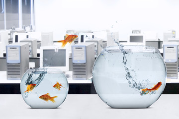 Fototapeta premium Goldfish moving to larger fishbowl