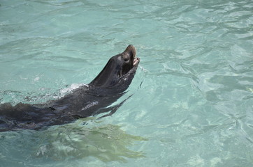 Obraz premium Fur seal