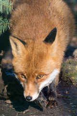 red fox