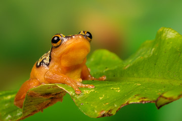 Golden Sedge Frog perched on a leaf with green foliage background.