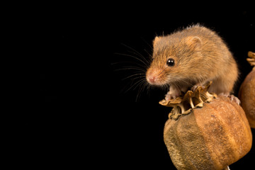 Harvest mouse balanced on a seed pod with black background. © L Galbraith