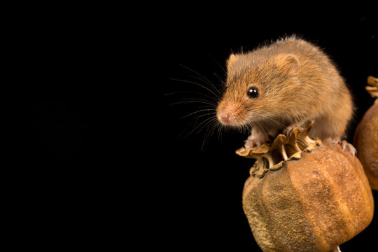Harvest mouse balanced on a seed pod with black background.