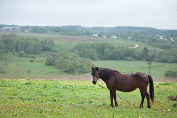 brown horse