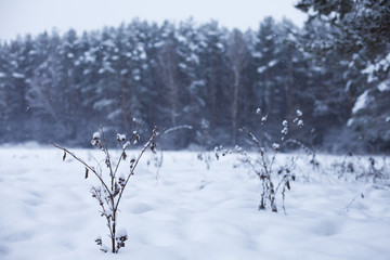 Fototapeta na wymiar bushes under the snow