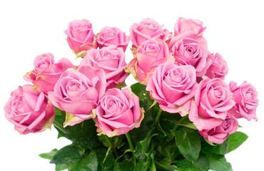 Violet blooming fresh roses bunch close up isolated on white background