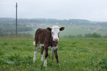 Fototapeta na wymiar calf standing