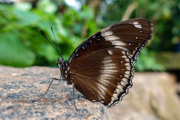 Female Great Eggfly butterfly (Hypolimnas bolina)