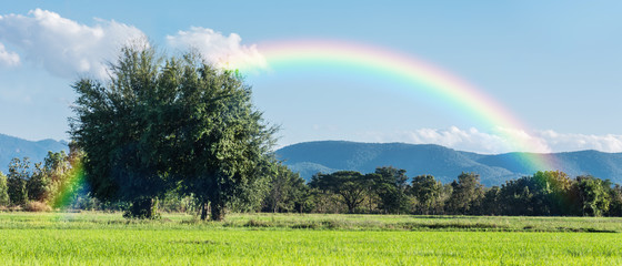 Beautiful green rice field with two big trees with rainbow.