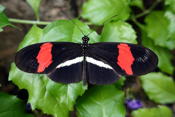 Obraz premium Postman Butterfly (Heliconius melpomene), macro,close up