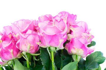 Violet fresh roses bunch close up isolated on white background