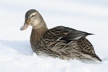 Stockente