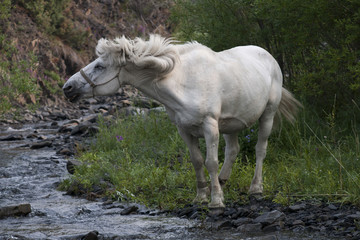 White horse shaking his mane. Creek Beach. Moma Mountains. Yakutia. Russia.