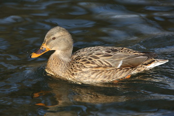 Stockente