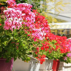 Géranium lierre en jardinières