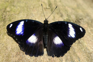 Close up of male Great Eggfly (Hypolimnas bolina) butterfly
