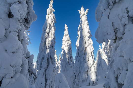 Fototapeta Winter in the mountains